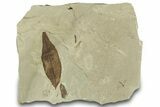 Fossil Oak Leaf with Crane Fly - Green River Formation, Utah #323399-1